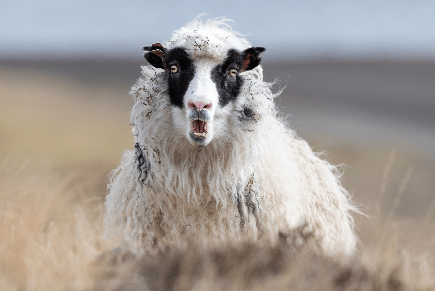 A comically surprised goat